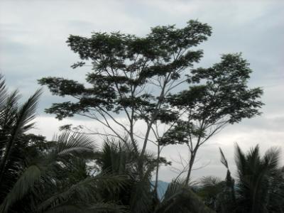 trees against the sky