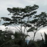 trees against the sky