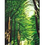 39 - "avenue of the giants", sequoias, california 39 - "avenue of the giants", sequoias, california