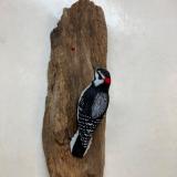 Downy Woodpecker #63