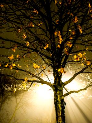 Treelight