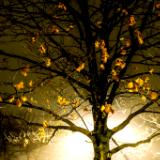 Treelight
