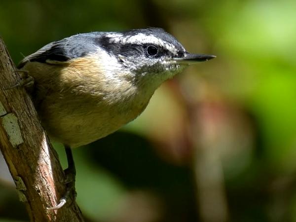 Nuthatch