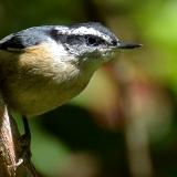 Nuthatch