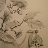 Pencil Drawing featuring Pigmy Possums SOLD