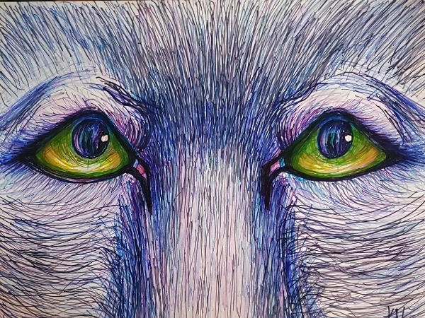 The Eyes of a Gray Wolf