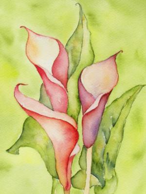 Calla Lilies Calla Lilies