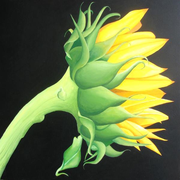 Lisa's Sunflower.   36" x 36"