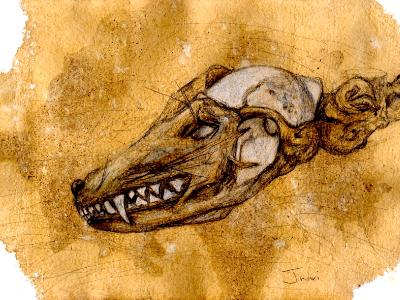 Fox skull Fox skull