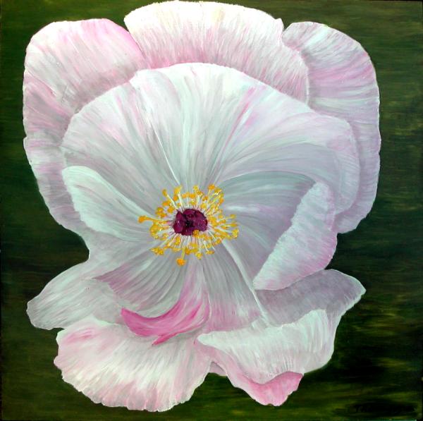 Delicate Peony