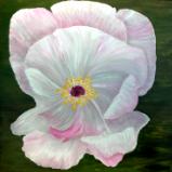 Delicate Peony