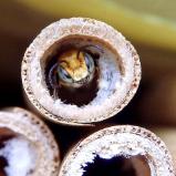 Leafcutter Bee