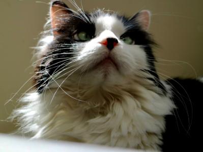 Beautiful Kitty