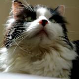 Beautiful Kitty