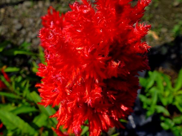 red flower