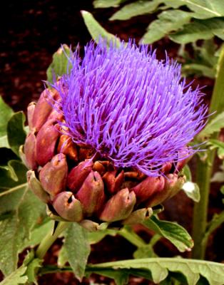 Artichokes Artichokes