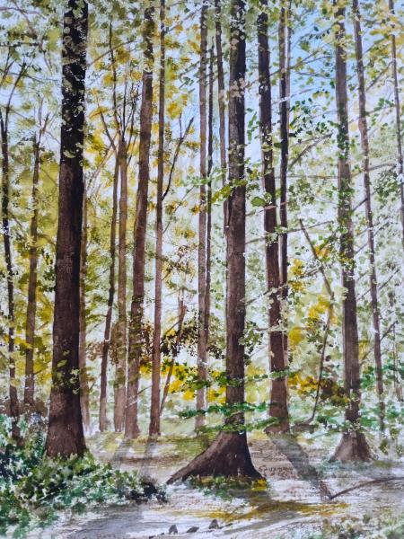 Sunlight through the leaves - Hensol Forest