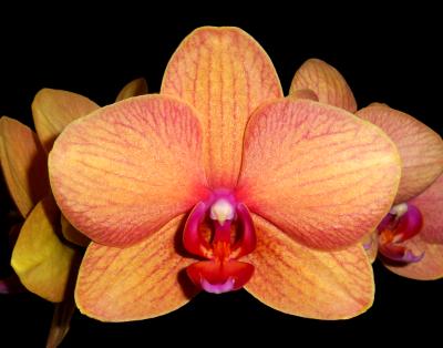 My Orchid My Orchid