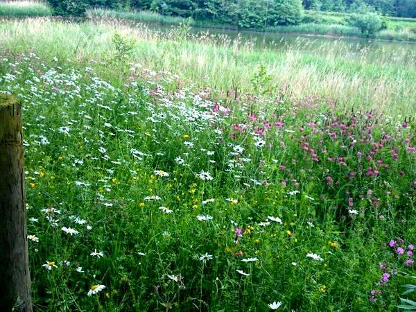Spring Flowers
