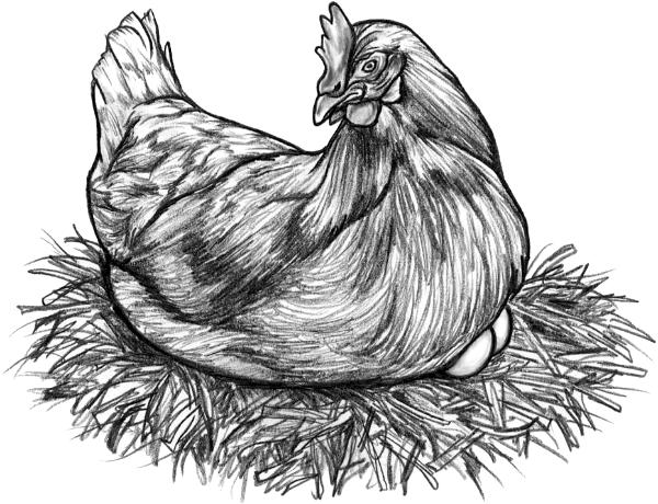 Hen