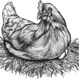 Hen