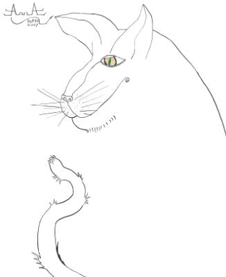 "Old Cat" "Old Cat"