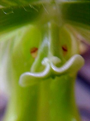 A closeup of this one resembles a face.