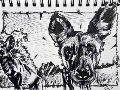 African Wild Dog African Wild Dog