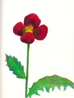 Lone Poppy Lone Poppy