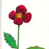 Lone Poppy