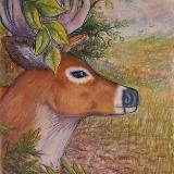 Deer Portrait 