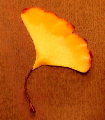 Ginkgo Fall Leaf Pin Ginkgo Fall Leaf Pin