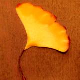 Ginkgo Fall  Leaf Pin
