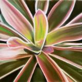 "Striped Bromeliad 2"