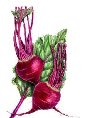 Botanical Interests Beet Illustration