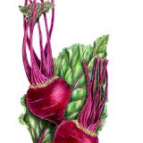 Botanical Interests Beet Illustration