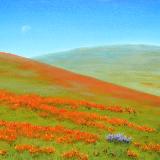 "POPPY FIELDS OF CALIFORNIA"