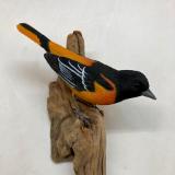 Northern Oriole #5