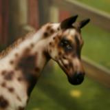 New! Custom P.S Weanling - SOLD