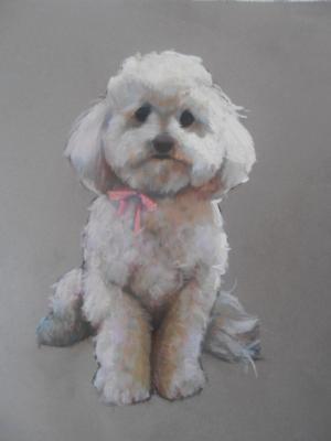 Fluffy 16x20" pastel Fluffy 16x20" pastel