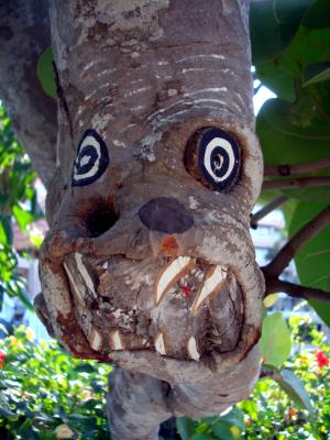Tree Face Tree Face