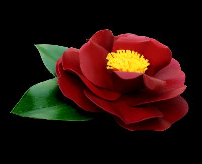 Black Magic Camellia Black Magic Camellia
