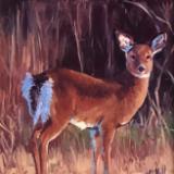 Doe a Deer