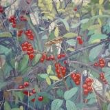 Hedgerow with black bryony berries
