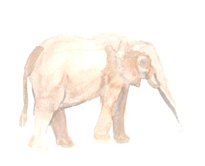 Elephant Elephant