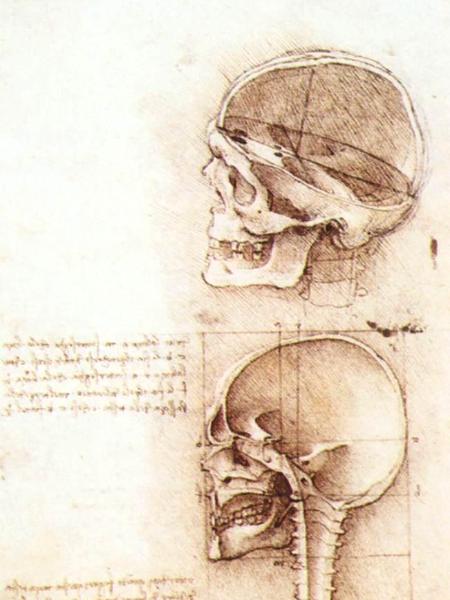 Studies of human skull