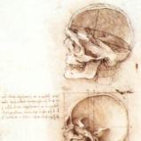 Studies of human skull