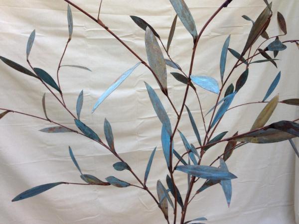 Olive Trees