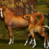 Artist Resin Arabian Mare & Foal NFS