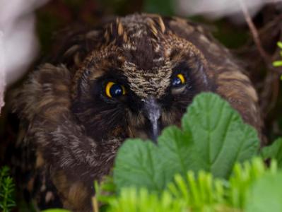 Young Great Horned Owl Young Great Horned Owl
